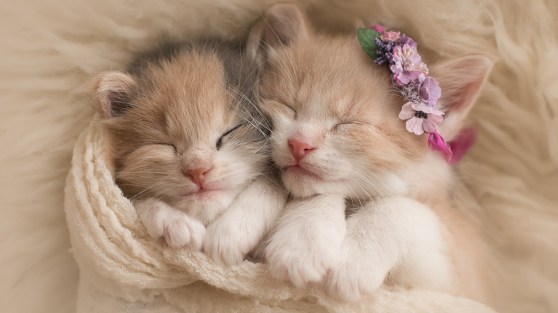 cute-kittens-2560x1440-adorable-hd-5655